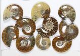 Lot: KG Madagascar Polished Ammonites (-) - Pieces #79356-2